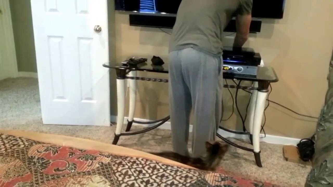 Кот нападает на девушку. Кот кусает. gif кот атакует.