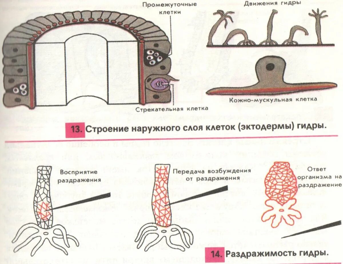 Кожно мускульные клетки