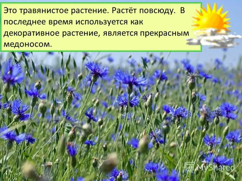 ). Росток сквозь асфальт. Везде росли цветы. Подорожник ланцетолистный, ланцетовидный. Везде росли цветы.