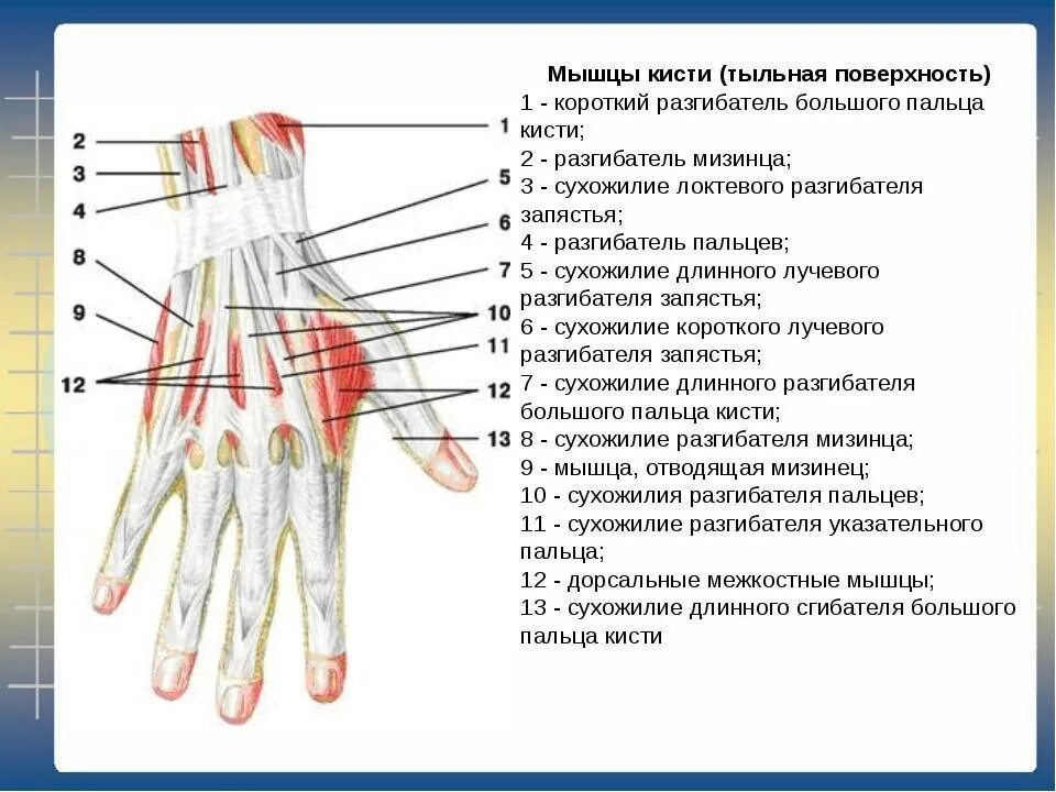 Растяжение связок лучезапястного мкб 10. Сухожилия разгибателей кисти анатомия. сухожилия разгибателей пальцев кисти анатомия. сухожилия лучезапястного сустава анатомия. сухожилие разгибателя 1 пальца кисти анатомия.