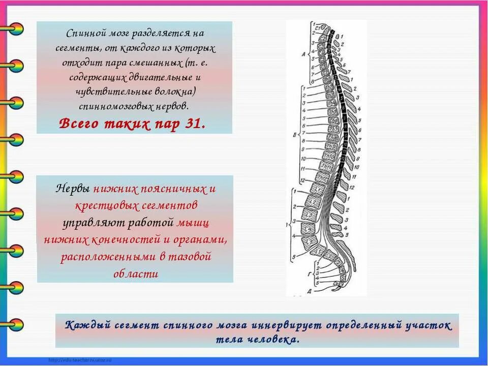 Спинной мозг строение и функции. Отделы спинного мозга кратко. Спинной мозг 8 класс биология. Функции спинного мозга 8 класс биология.