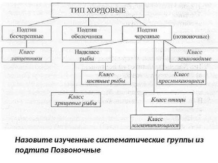 Систематические группы хордовые