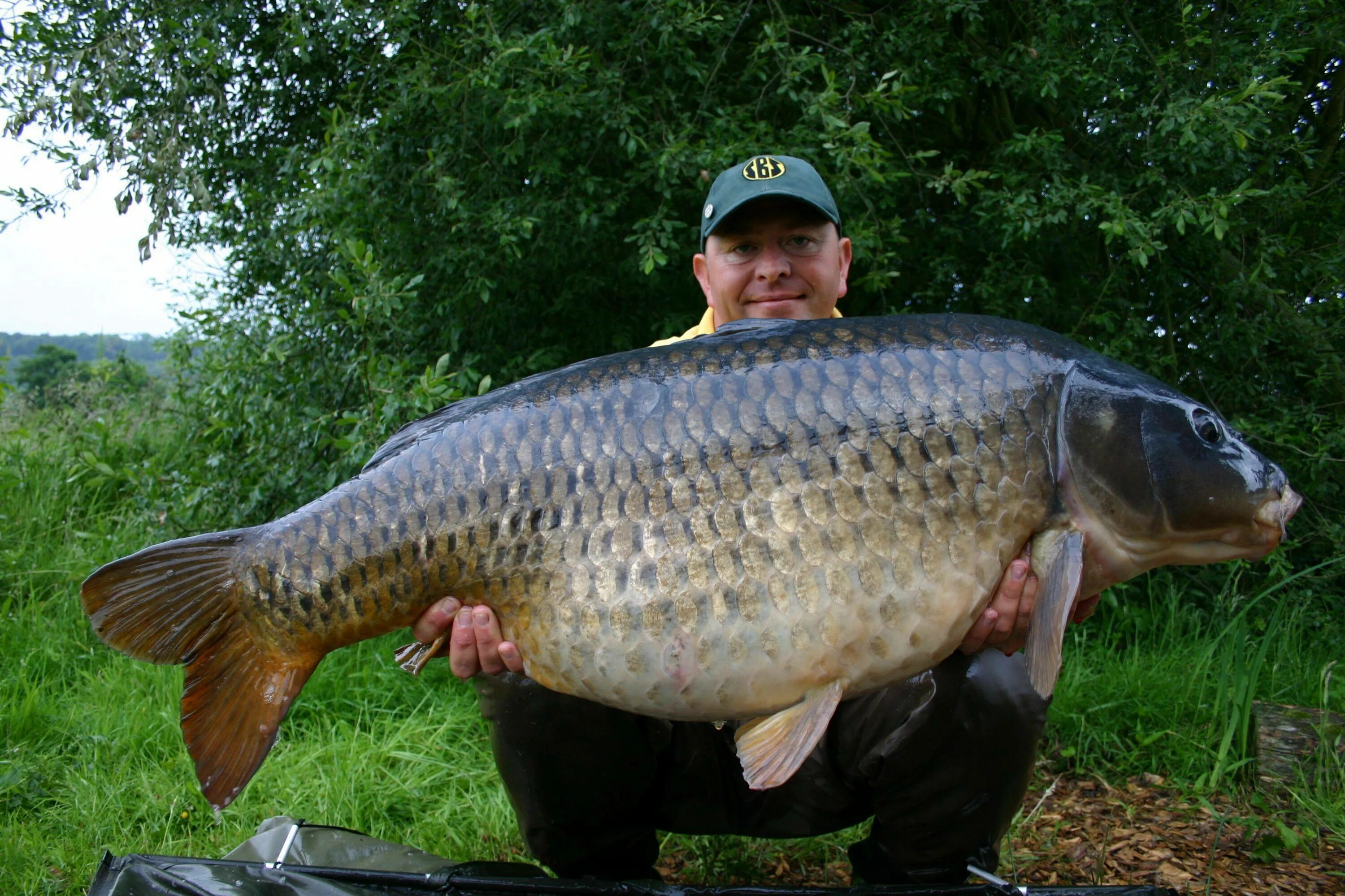 Язь и Карп. Сазан (Cyprinus Carpio). Язь и сазан. Сазан рыба фото Речной. Самой большой карась