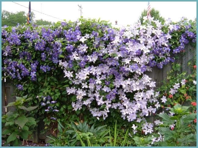 Клематис фото многолетние вьющиеся посадка и уход Clematis Jackmanii Clematis jackmanii, Clematis, Clematis vine