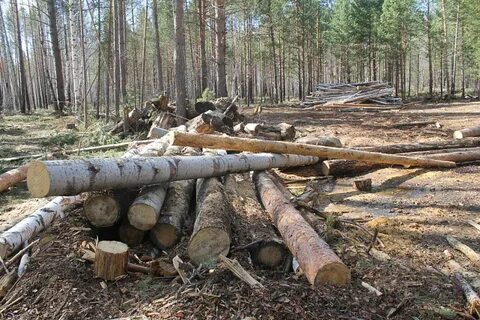 Благодаря лечения я быстро поправился вырубая леса