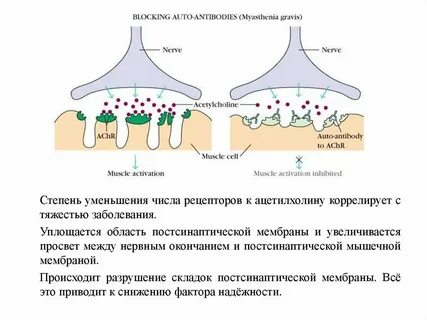 Антитела к ацетилхолиновому