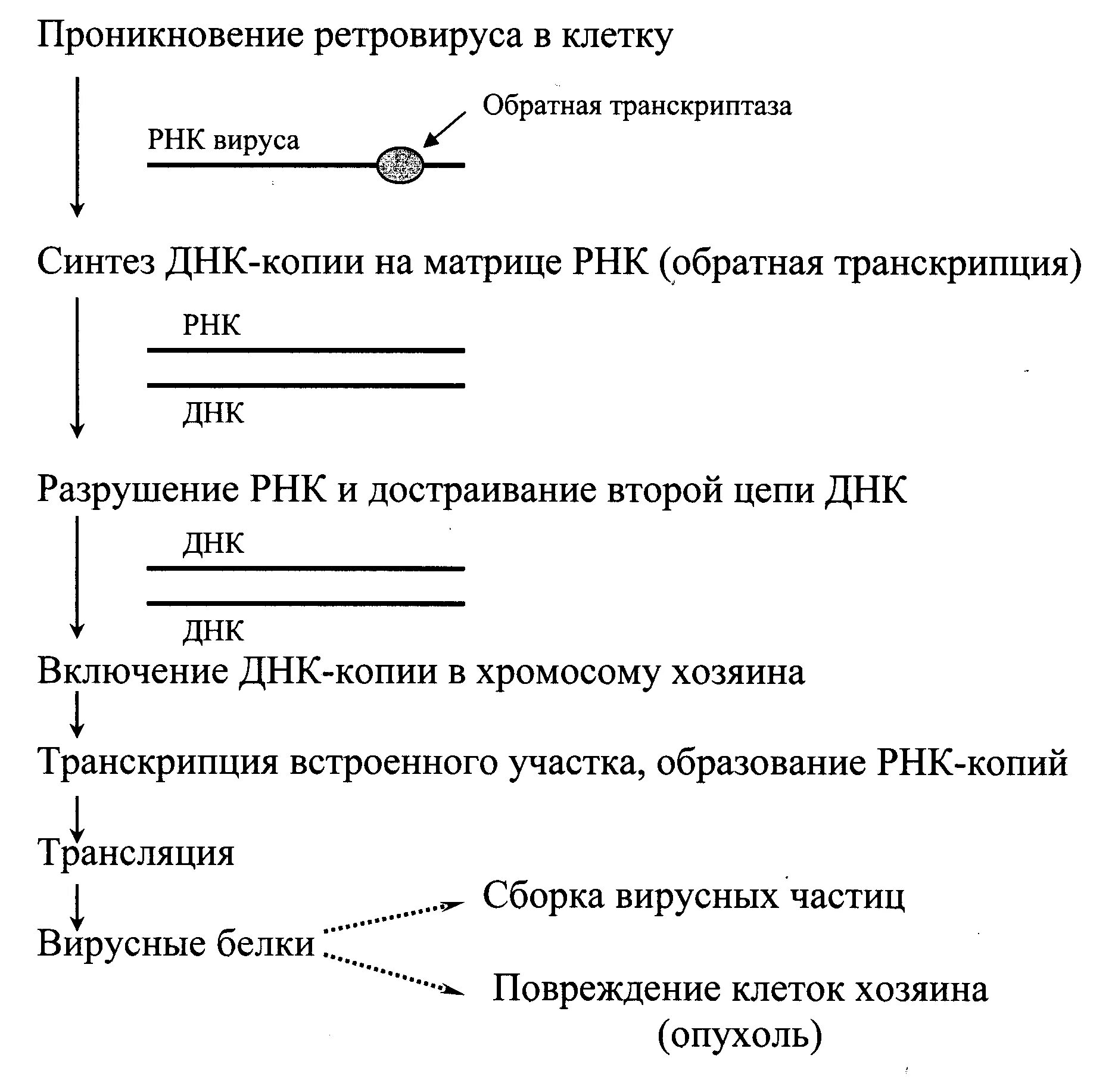 Обратная транскрипция РНК вируса. Обратная транскрипция биохимия схема. Обратная транскрипция у вирусов. Транскрипция ДНК вирусов механизм. Обратная транскриптаза