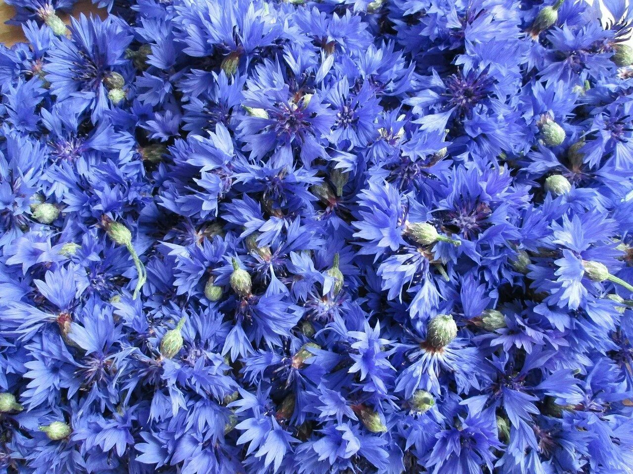 Василек а над. Василек цветы. Василек синий (Centaurea cyanus). Василек Блу медальон. Василек персиколистный.