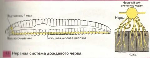 Кольчатые черви нервная система