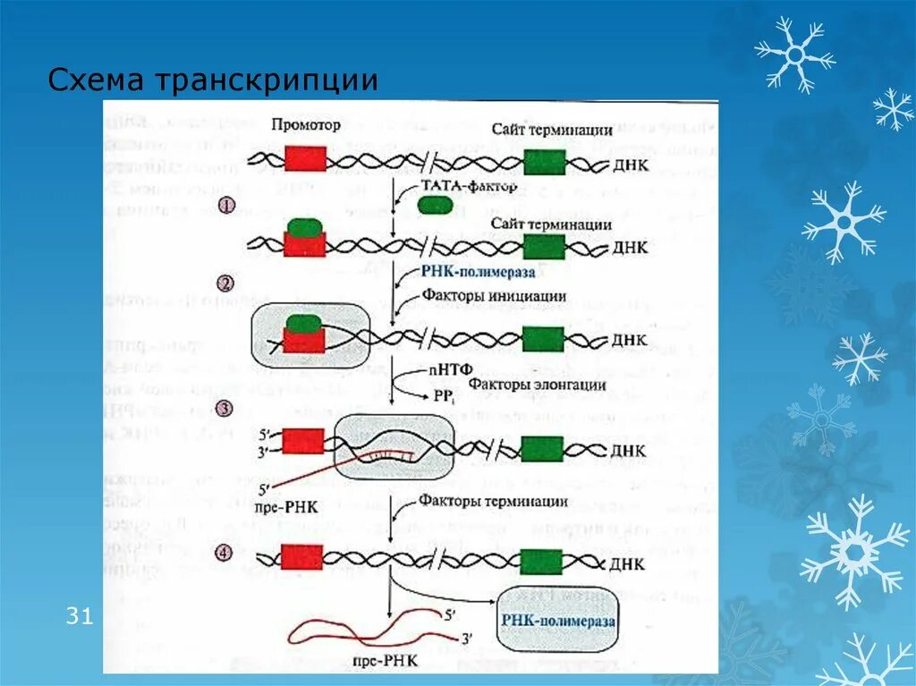 Роль транскрипции. Схема процесса транскрипции. Транскрипция биология схема. Процесс транскрипции в биологии схема. Синтез РНК биохимия схема.