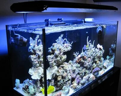 Морской аквариум kh