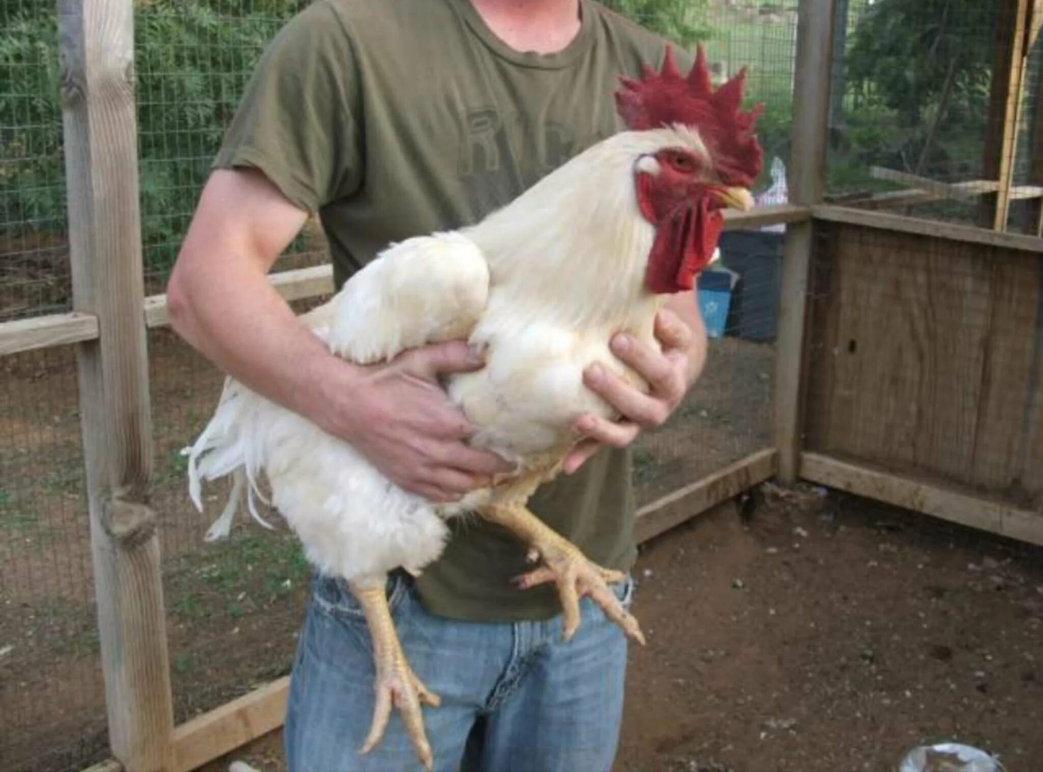 Самую тяжелую курицу. Джерсийский гигант белый. Петух Джерсийский гигант. Курица Джерсийский гигант. Куры Джерсийский гигант белые.