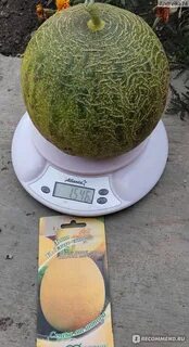 Дыня злато скифов