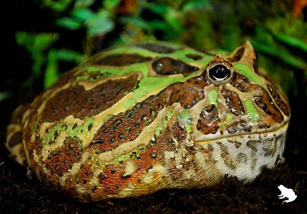 Лягушка рогатка кранвелла. Рогатки животные. Чакская рогатка ceratophrys cranwelli. Амазонская рогатка лягушка. Рогатка животное.