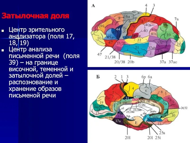 Зрительный анализатор в затылочной доле. Центры коры затылочной доли. Анализаторы затылочной доли головного мозга. Корковые анализаторы теменной доли. Центр анализаторов в теменной доле.