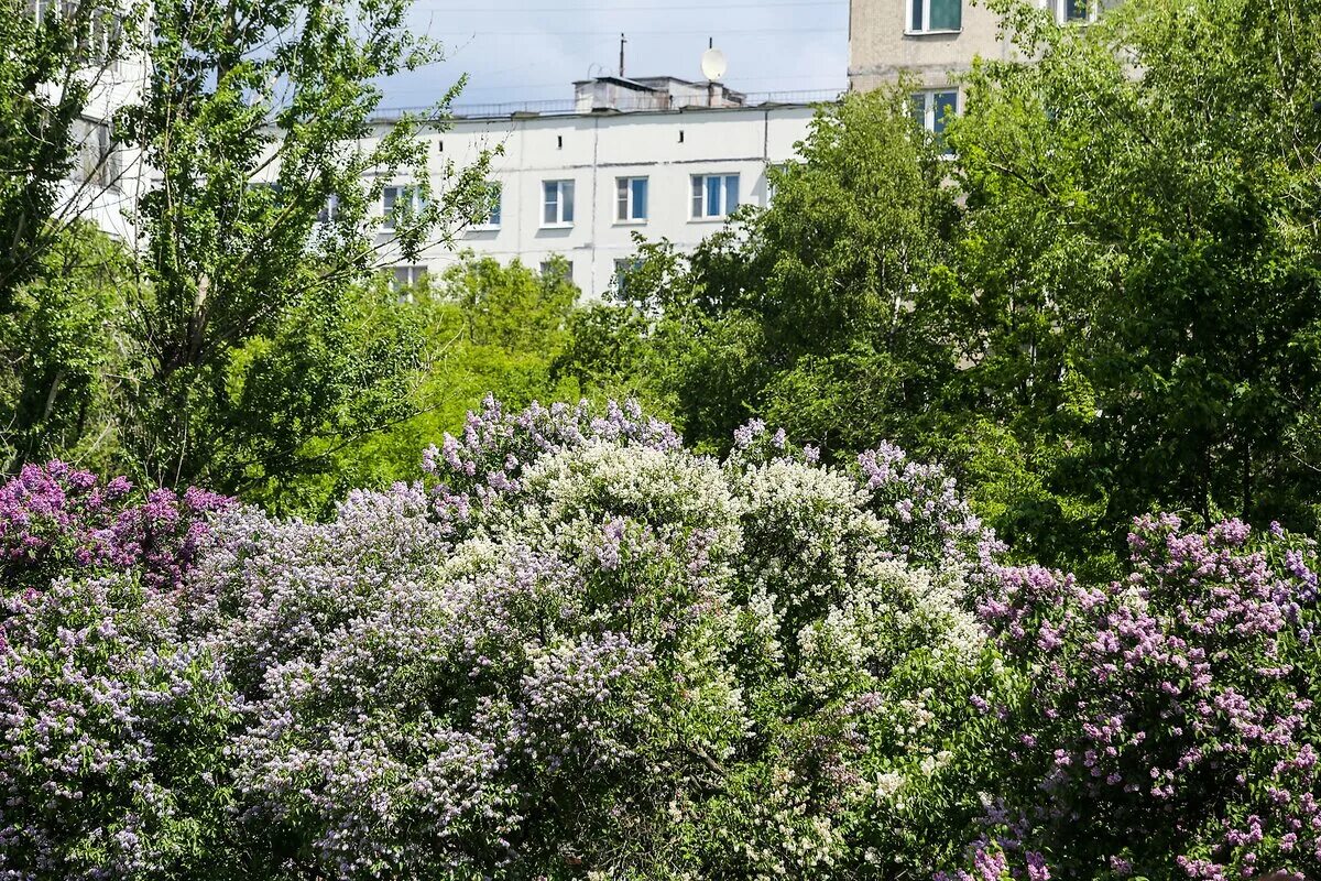 Когда в садах цвела сирень. Сиреневый сад Великий Новгород. Сиреневый сад Ижевск. А В Мурманске цветет сирень. Сад сирени в Твери Восточный мост.