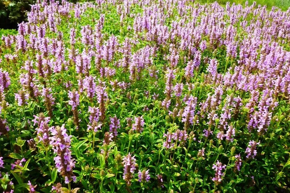 Семена Jelitto Котовник кошачий "Pink Cat" (NEPETA nervosa "Pink Cat") 0,06 г, 1
