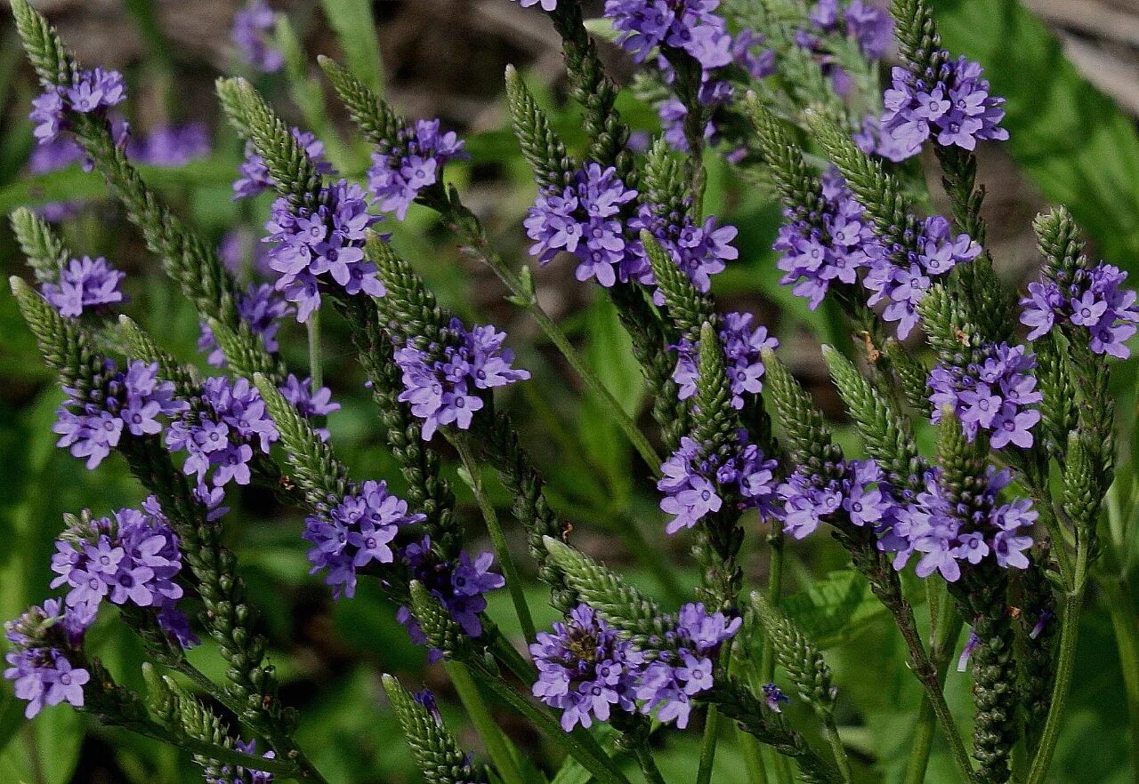 Вербена hastata. Вербена синяя копьевидная. Verbena hastata Вербена копьевидная. Вербена леди Вервейн. Турция вербена