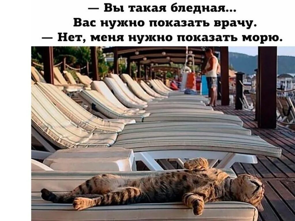 Как провел отпуск ответ. Кот на пляже. на море прикольные. хорошего отпуска. отпуск картинки.