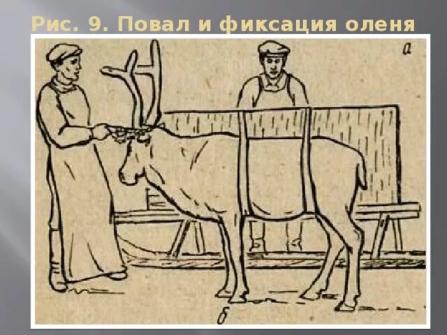 Хватание перемещение защита оленя. Фиксация оленей. Повал оленя. Фиксация лошадей. Способы фиксации верблюдов.