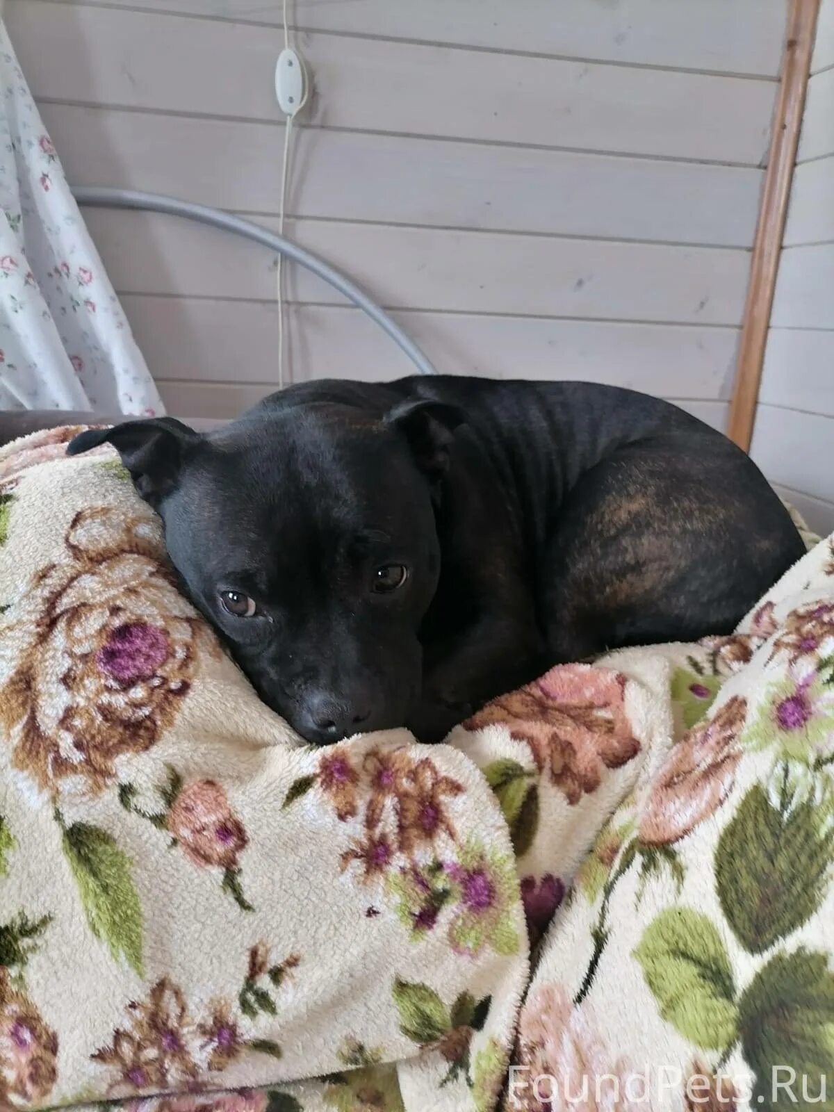 Алексин собака в добрые руки. В алексине грумеры. Пропала собака алексин. Собаки алексин. Площадка для хаски.