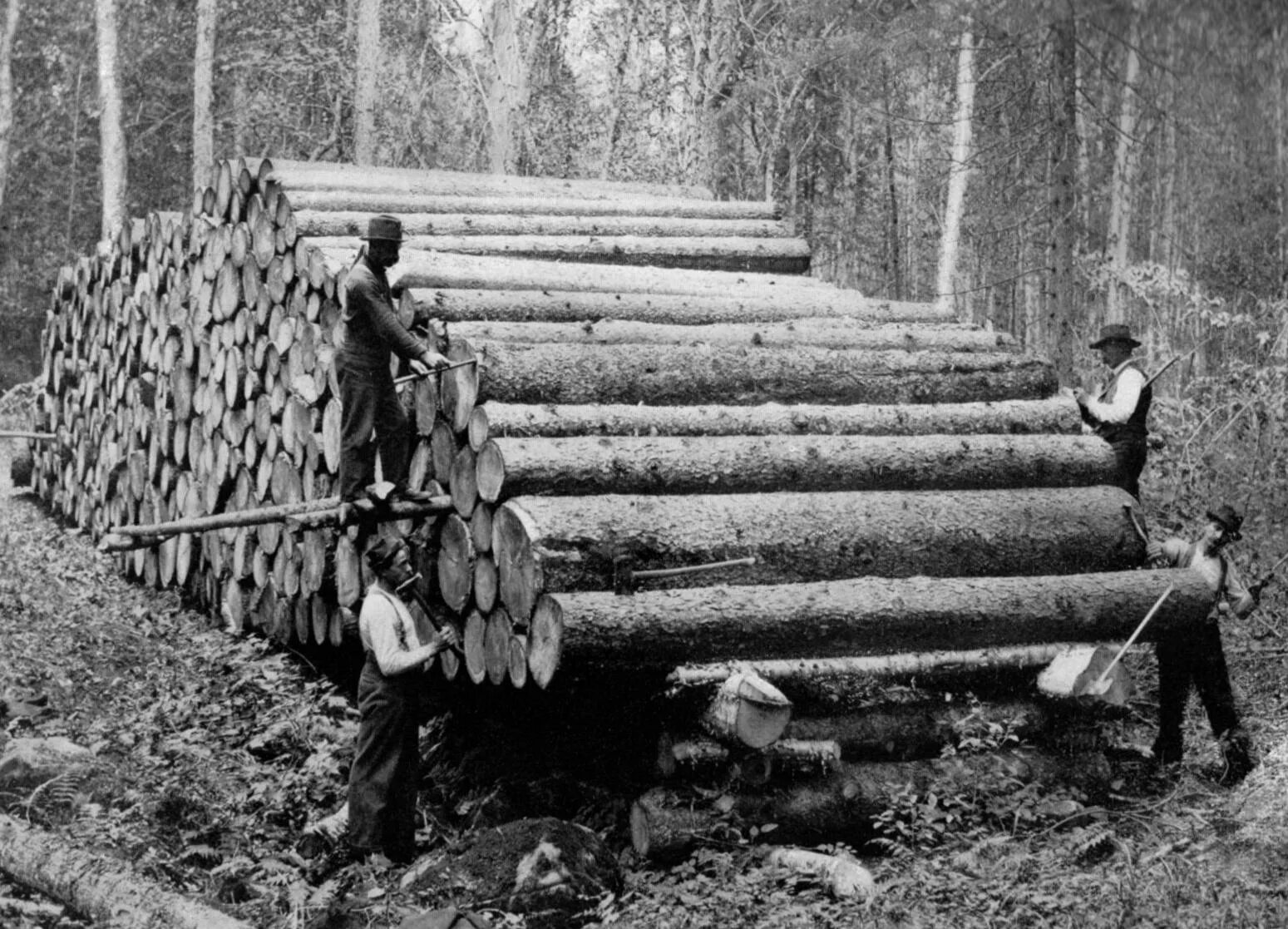 Commons logging. Лесное хозяйство Германии. Logging 1906. Logging 1899. Spruce log.