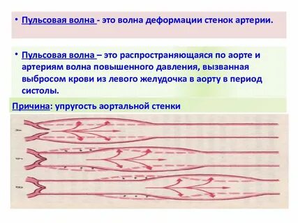 Распространение пульсовой волны