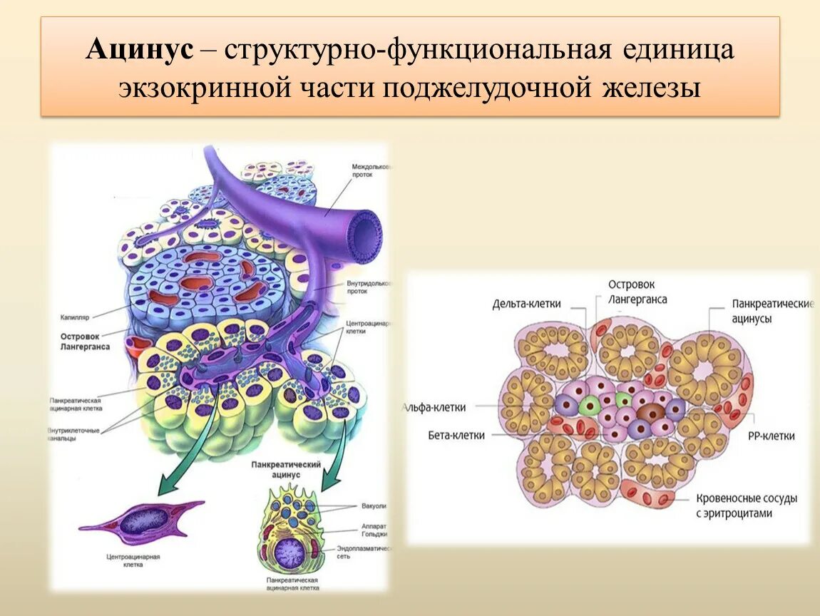 Эндокринные клетки островков лангерганса. Ацинус поджелудочной железы гистология. Схема строения экзокринной части поджелудочной железы гистология. Ацинус экзокринной части поджелудочной железы. Строение ацинуса поджелудочной железы гистология.