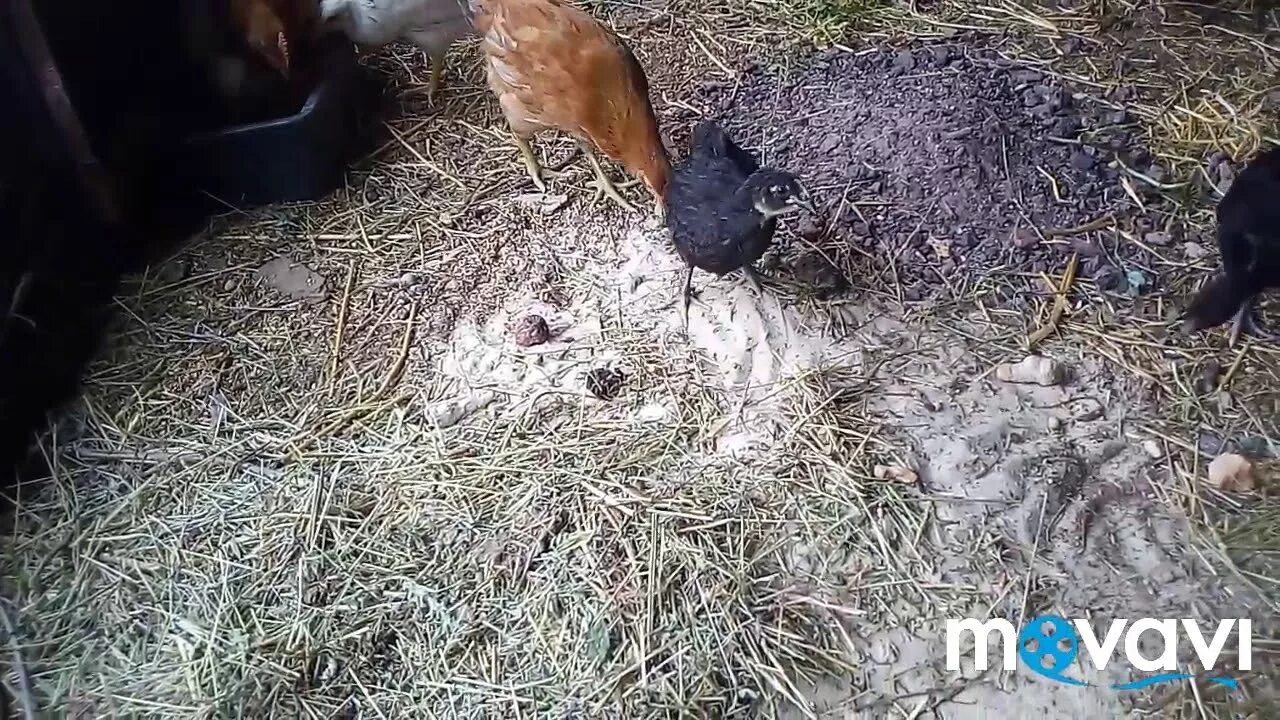 Можно ли курицам давать гранат
