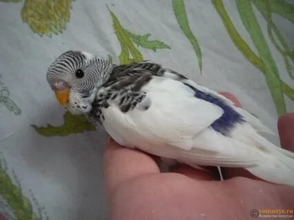 Роды волнистый