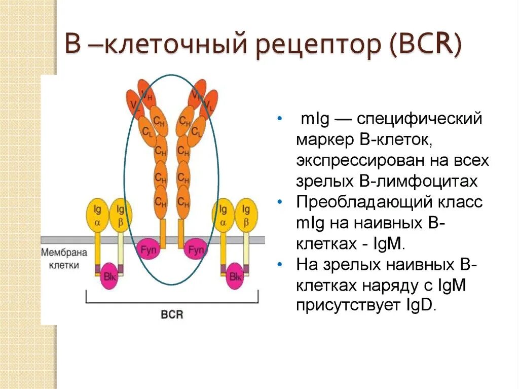 B строение. Строение bcr рецептора. строение в-клеточного рецептора bcr. строение b клеточного рецептора. т клеточный рецептор строение иммунология.