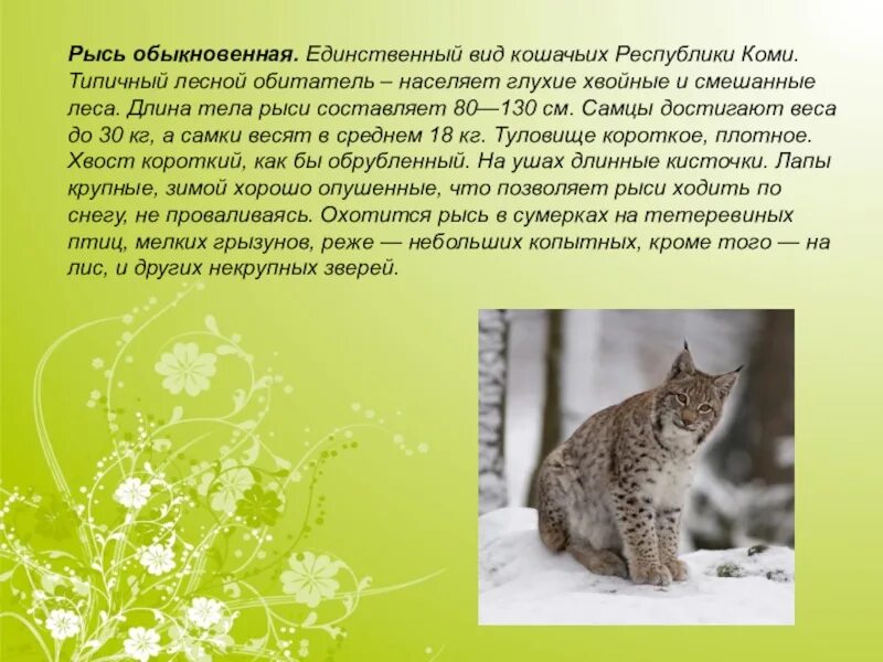 Рысь составить предложение. Животные красной книги коми. животное красной книги республики коми. рысь описание. красная книга коми края животные.