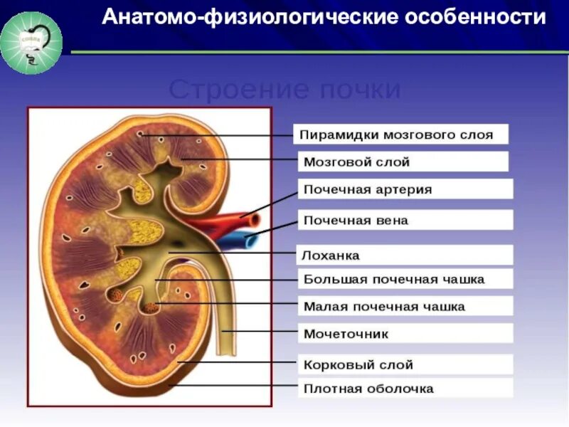 Мочевыделительная система и кожа 8 класс тест. Анатомо-физиологическая характеристика почек. Афо почек. Анатомо-физиологическое строение почки. Анатомия мочевыделительной системы строение почки.