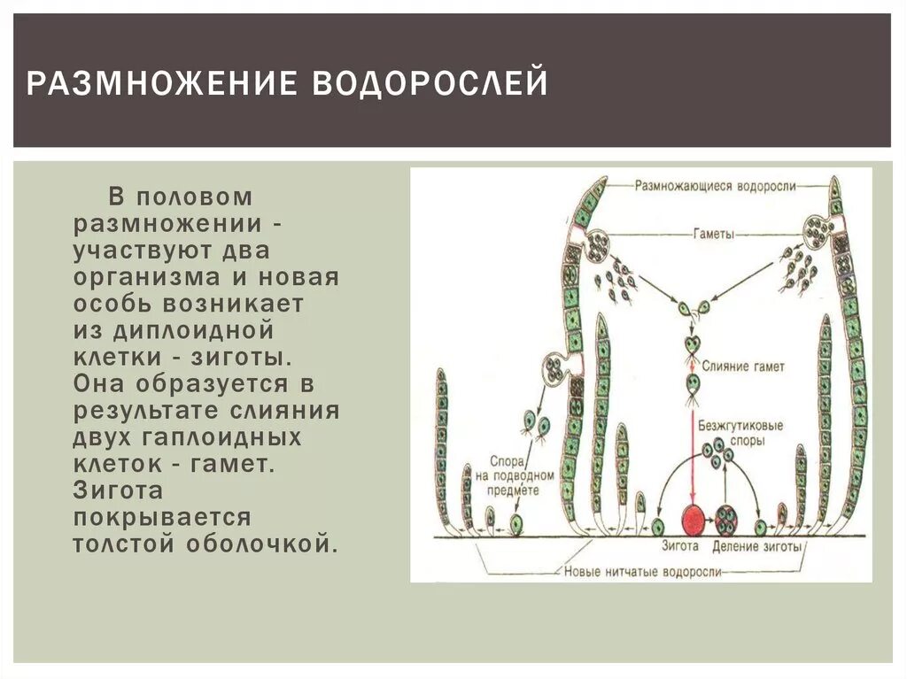 Споровое размножение водорослей. Способы размножения водорослей 7 класс. Схема размножения водорослей 7 класс. Размножение волоросле. Водоросли размножаются путем