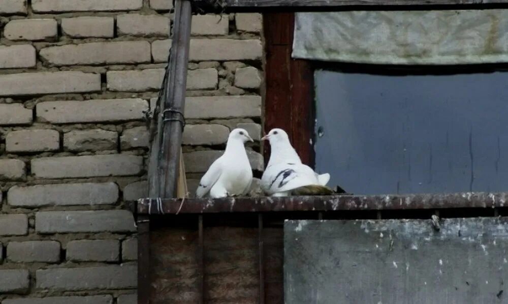 Гонял по крышам голубей слушать. Голуби на крыше. Голуби под крышей. Голуби на балконе. Голубятня на крыше дома.