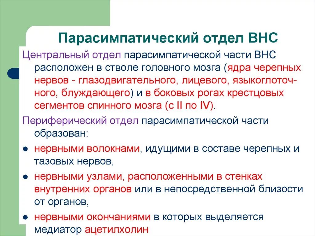 Парасимпатическая вегетативная нервная система функции. Вегетативная нервная система центральные отделы парасимпатическая. Парасимпатический отдел ВНС. Парасимпатического отдела вегетативной нервной сис. Функции парасимпатического отдела вегетативной нервной системы.