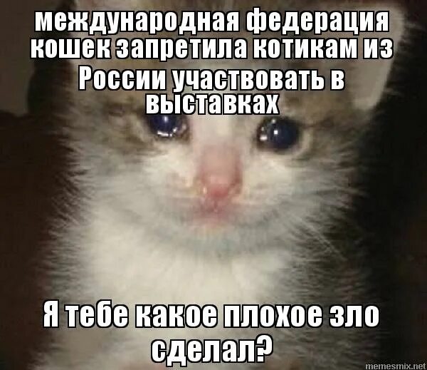 Перечеркнутый кот. Миттенс кот. Исключили кошек. Кот с наградой. Праздничный кот.