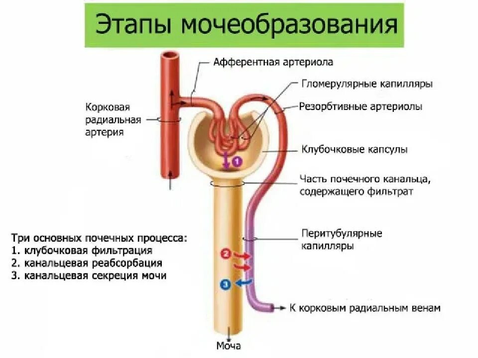 Последовательность процессов образование мочи. Строение нефрона и образование мочи. этапы образования мочи схема. механизм образования первичной мочи схема. строение нефрона и механизм образования первичной мочи.