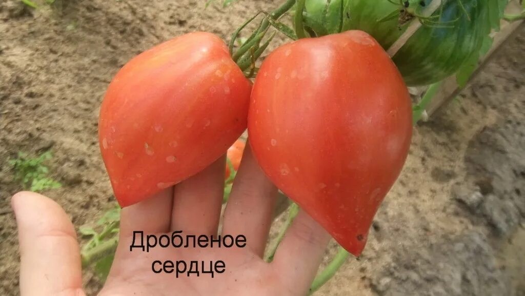 дробленое сердце томат crushed heart. сорт томата дробленое сердце. томат дробленое сердце. томат дробленое сердце характеристика и описание сорта. сорт томата дробленое сердце.