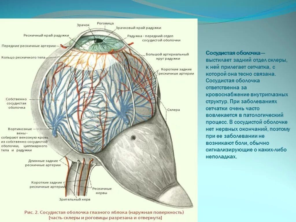 Сосудистая оболочка защищает. Строение сосудистой оболочки глаза. Сосудистая оболочка глаза анатомия. Сосудистая оболочка глазного яблока. Отделы сосудистой оболочки глазного яблока.
