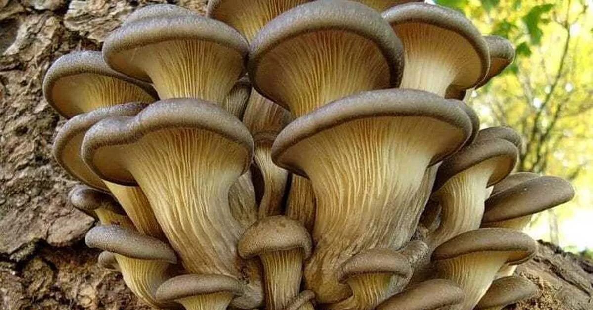 Как выглядят вешенки. Вёшенка устричная (Pleurotus ostreatus). Вешенки грибы съедобные. Вёшенка обыкновенная. Вёшенка обыкновенная съедобные.