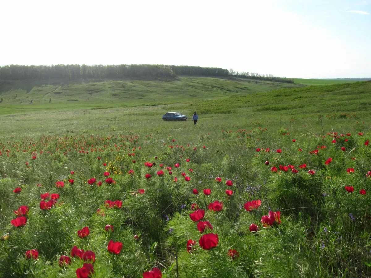 Пион тонколистный в Крыму. Пион тонколистный поле. Стрижамент лохмачи. Пион тонколистный Ульяновская. Лазоревая степь содержание