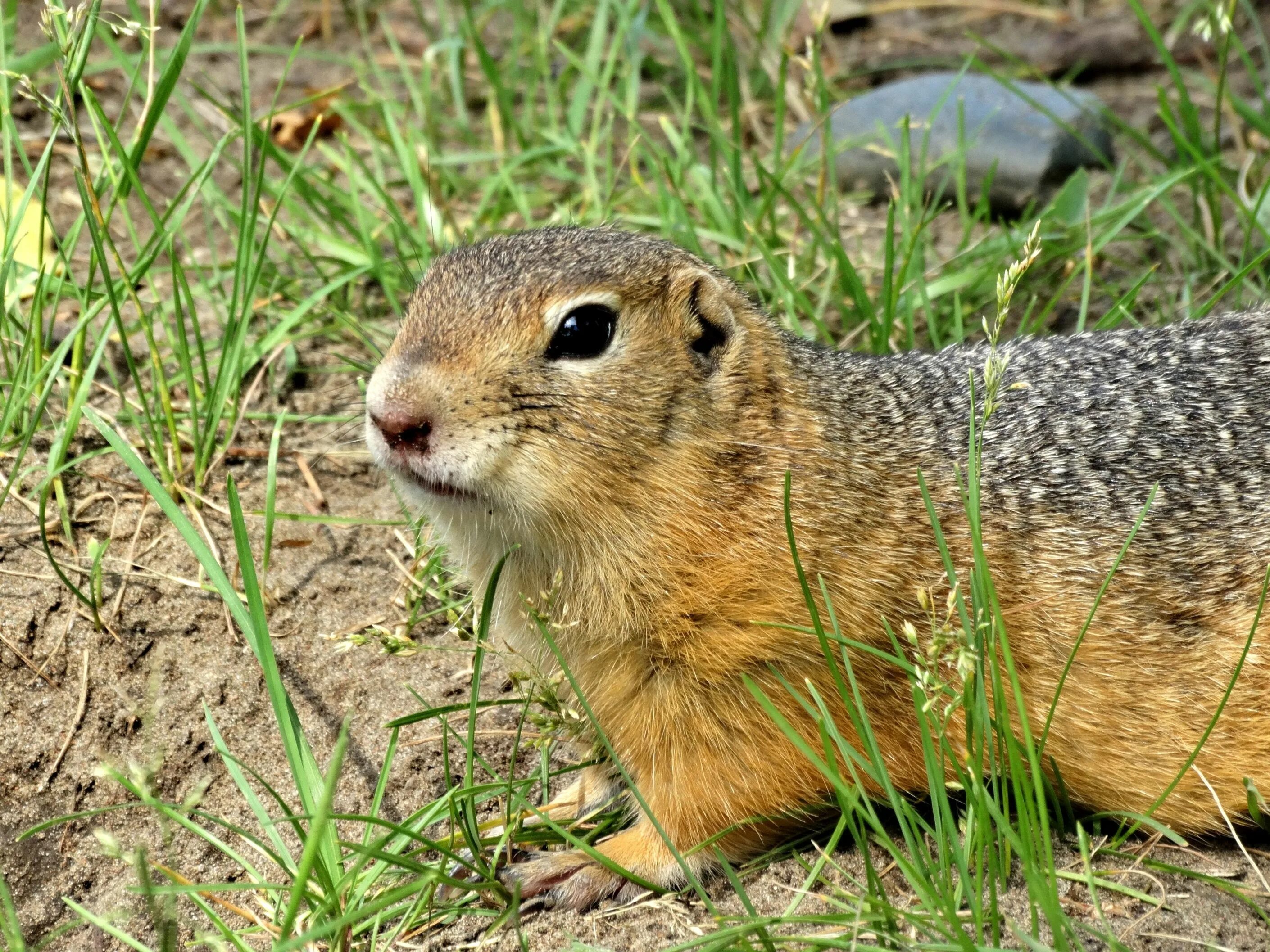 Дикий суслик. Даурский суслик. Крапчатый суслик. Желтый суслик Spermophilus fulvus. Европейский суслик (Spermophilus citellus).