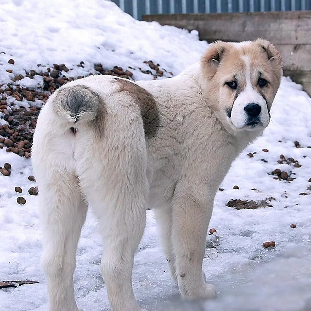 Азиатская овчарка алабай. Среднеазиатский алабай. Среднеазиатская овчарка алабай. Порода похожая на алабая. Среднеазиатская овчарка алабай.