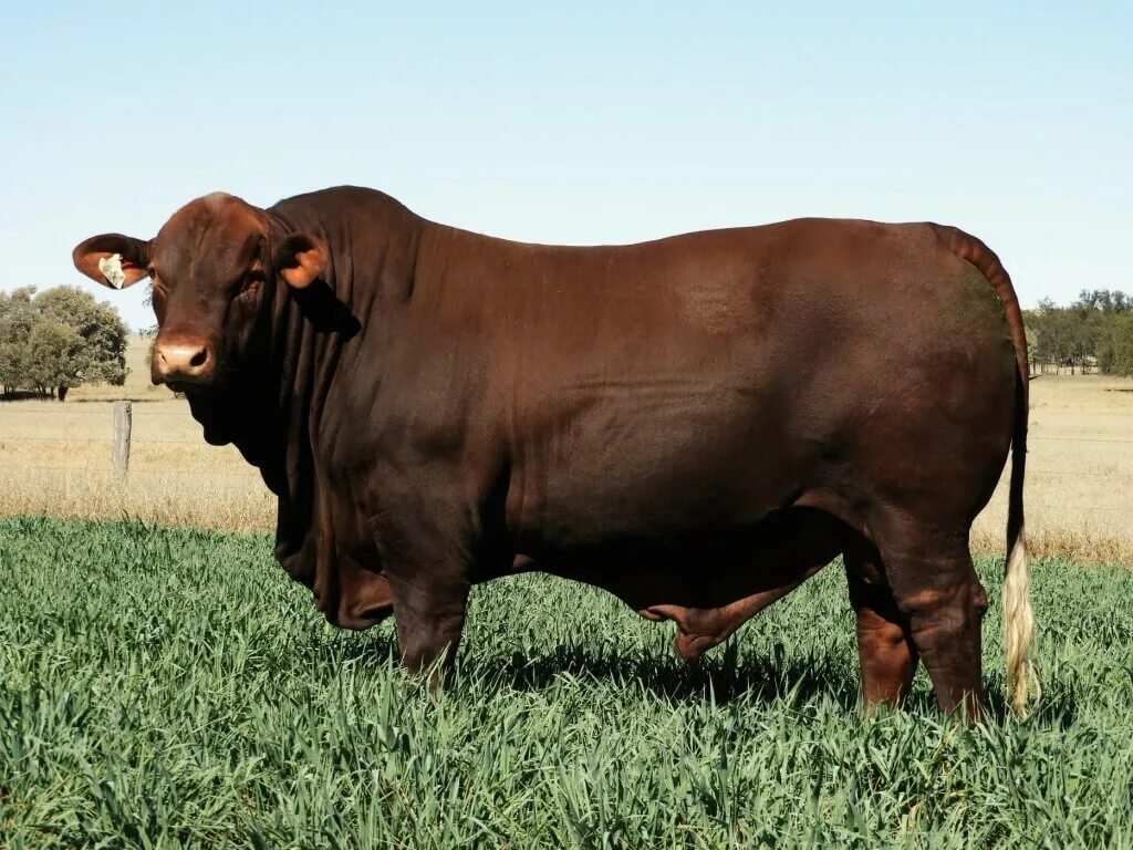 Самая бычка. Салерс порода крс. Техас лонгхорнс бык. Самая бычка. Самая бычка.