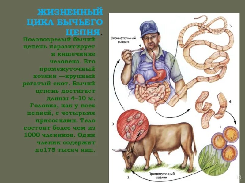 Органах чувств паразитических червей. Бычий цепень промежуточный хозяин. Промежуточный хозяин бычьего цепня. Жизненный цикл бычьего цепня. Бычий цепень жизненный цикл.