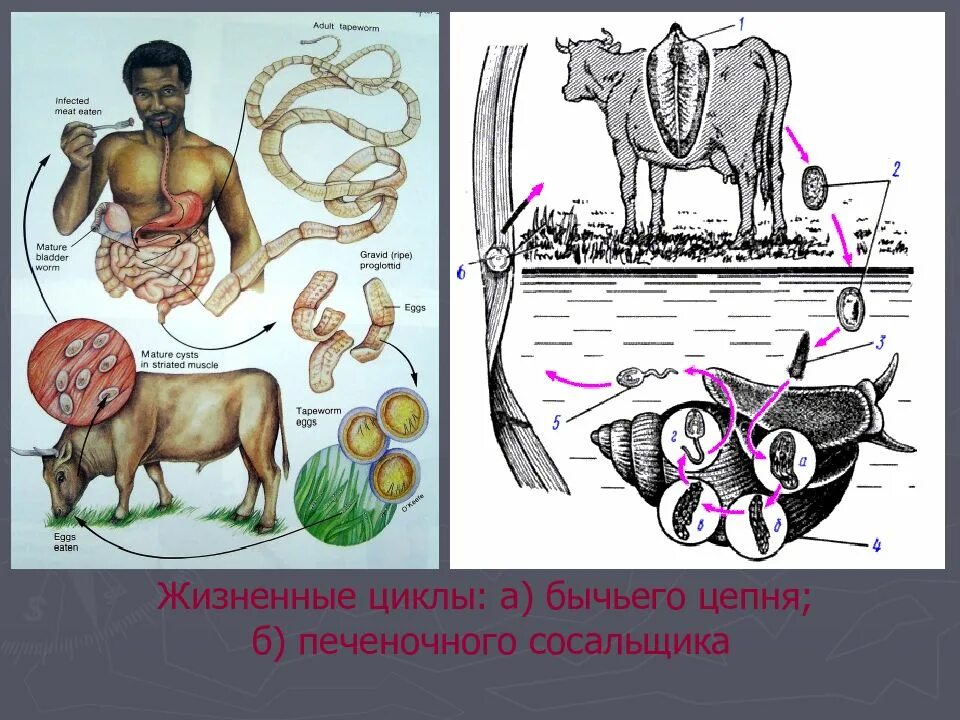 Цикл развития печеночного бычьего цепня. Схемы циклов развития печеночного сосальщика и свиного цепня. цикл развития печеночного цепня. цикл развития печеночного свиного.