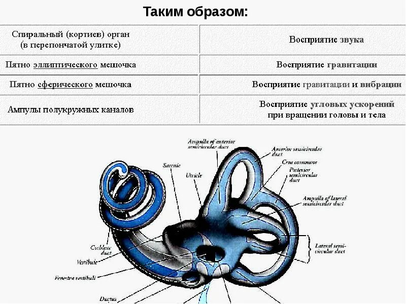 Орган слуха и равновесия. Орган равновесия. Анализаторы слуха и равновесия. Доклад об органе слуха и равновесия. Орган слуха и равновесия презентация