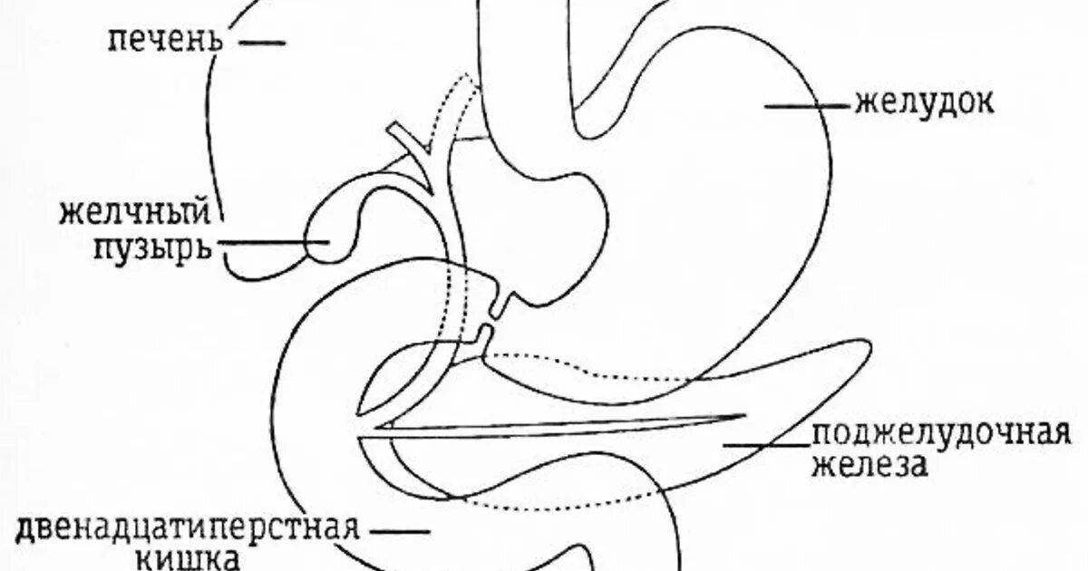 Анатомия печень желчный пузырь желудок. Строение 12 перстной кишки и поджелудочной железы. Желудок и 12 перстная кишка расположение. Желчный пузырь и 12 перстная кишка. Кишечник желчный пузырь печень