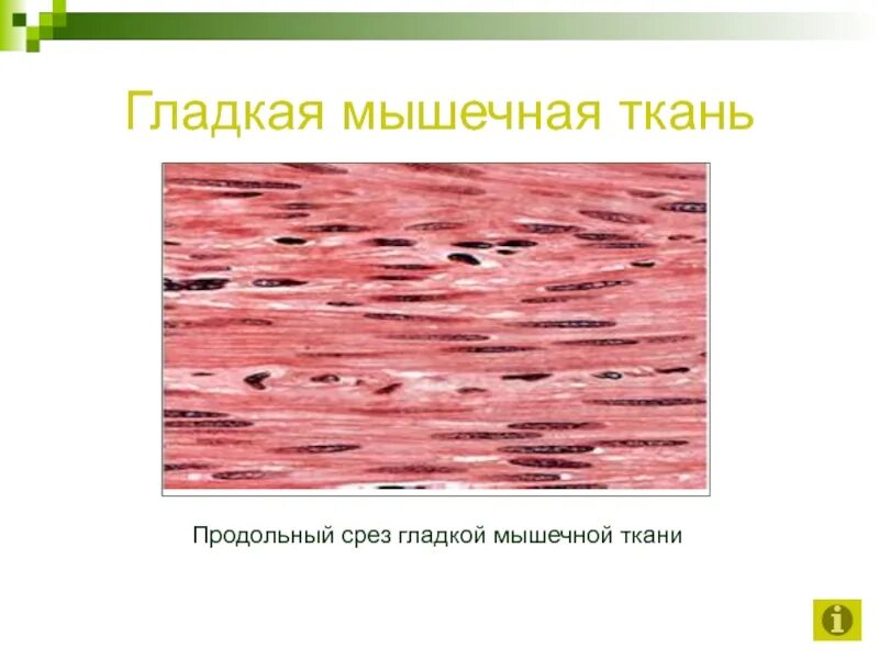 Как выглядит гладкая мышечная ткань. Гладкая мышечная ткань продольный срез. Срез гладкой мышечной ткани. Гладкая мышечная ткань микропрепарат. Гладкая мышечная ткань под микроскопом поперечный срез.